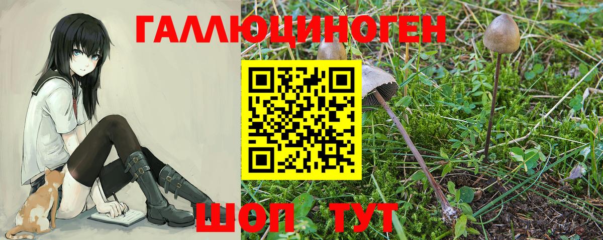 Белгород  Псилоцибиновые грибы Cubensis  Вход с VPN 